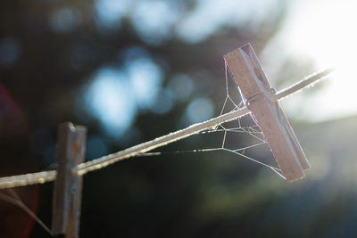 Close-up of insect on twig