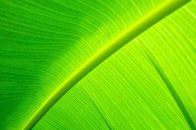 Full frame shot of palm leaf banana wallpaper 