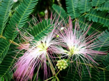 Full frame shot of flowering plants