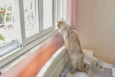 Cat looking at window sill at home