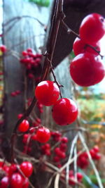 Close-up of fruits hanging on tree