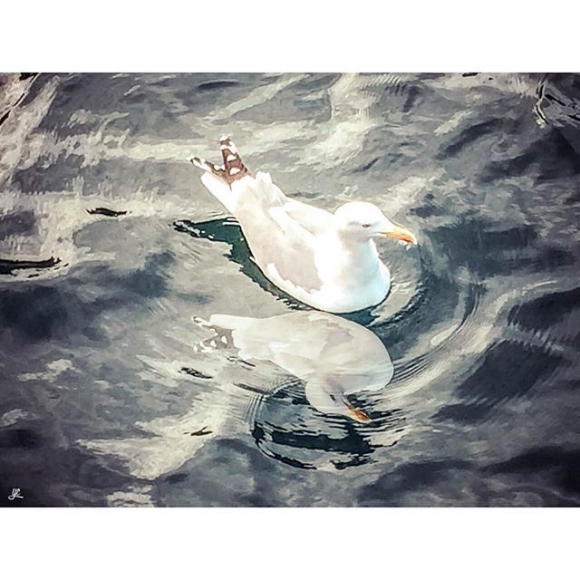 transfer print, animal themes, bird, wildlife, animals in the wild, water, auto post production filter, swimming, seagull, one animal, high angle view, waterfront, full length, spread wings, two animals, nature, lake, flying, zoology, swan
