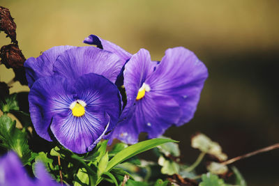 Close-up of purple flowering plant