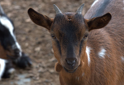 Portrait of a young billy goat.