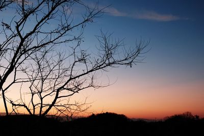 Silhouette bare tree against sky during sunset