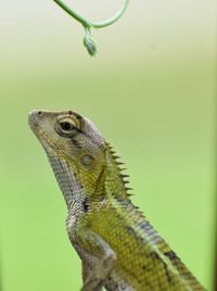 Close-up of lizard