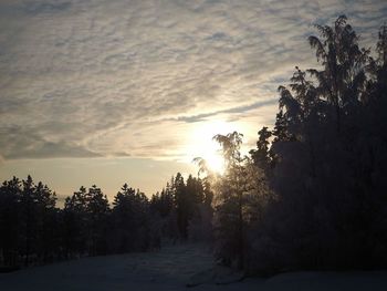 Snow covered trees against sky during sunset