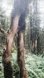 Trees in forest