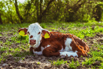 Portrait of calf relaxing on field