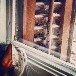 Close-up of cat looking through window