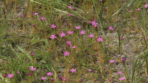 Pink flowers blooming on field