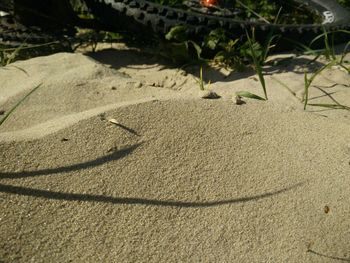 Palm trees on sandy beach