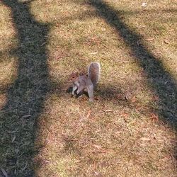 Dog on grassy field