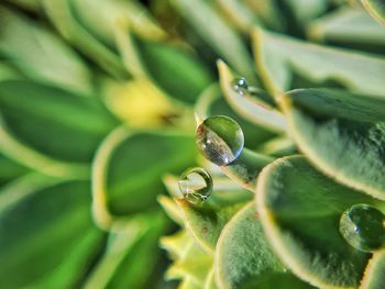 Close-up of water drop on leaf