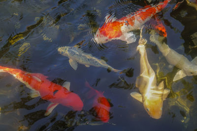 High angle view of koi carps swimming in pond