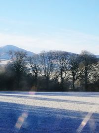 Bare trees on snow covered landscape