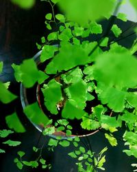 Close-up of fresh green leaves