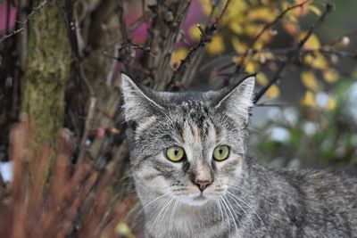 Close-up portrait of cat