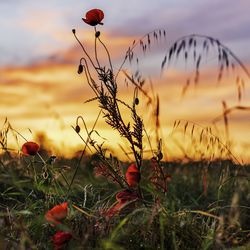 Close-up of poppy on field against sky during sunset