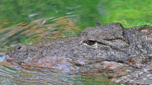 Close-up of turtle swimming in water