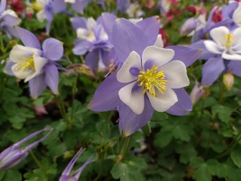 Close-up of purple flowering plants