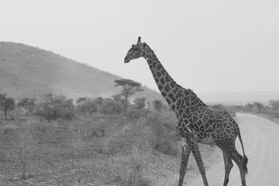 Giraffe on landscape against clear sky