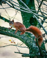 Close-up of squirrel on tree