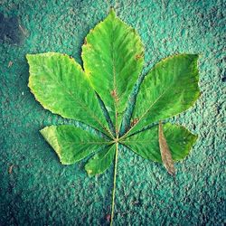 Full frame shot of green leaves