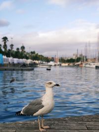 Seagull perching on wooden post