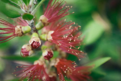 Close-up of red flower