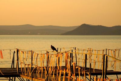 Silhouette birds perching on railing by sea against clear sky