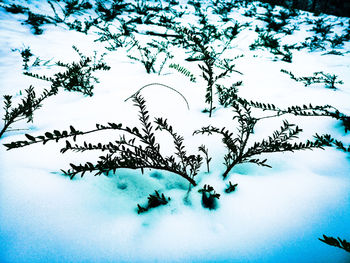 Plants on snow covered field against sky