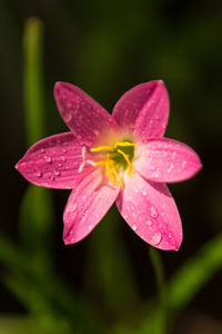 Close-up of wet pink flower