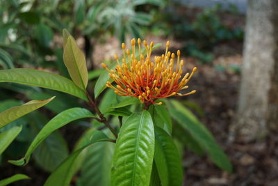 Close-up of red flowering plant