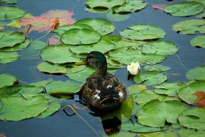 Ducks swimming in lake