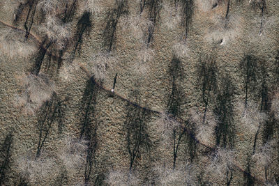 Full frame shot of tree trunk