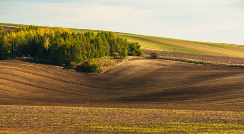 Scenic view of agricultural field against sky