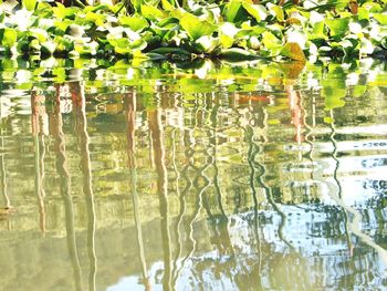 Full frame shot of plants in lake