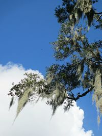 Low angle view of trees against blue sky