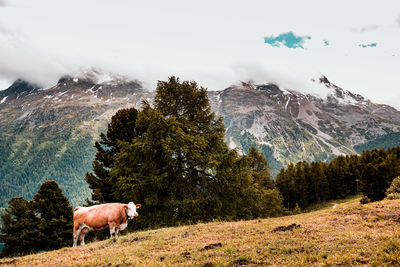 View of a horse on mountain