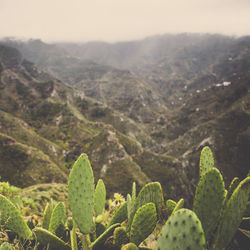 Close-up of green landscape against mountain