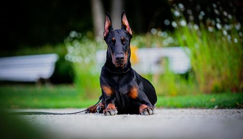 Portrait of black dobermann on field