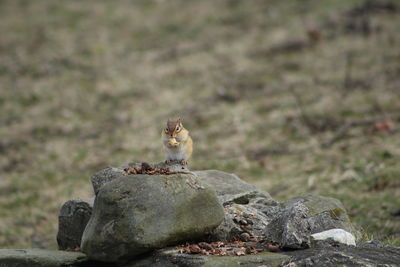 Chipmunk on rock at field