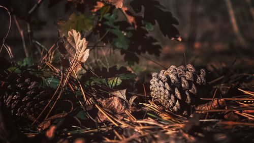 Close-up of pine cone on land