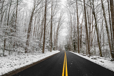 Surface level of road along bare trees in winter