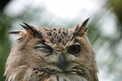 Close-up portrait of owl