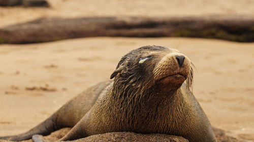 Close-up of sea lion on sand at beach