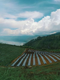Farmland in lake toba, north sumatra