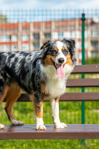 Portrait of dog