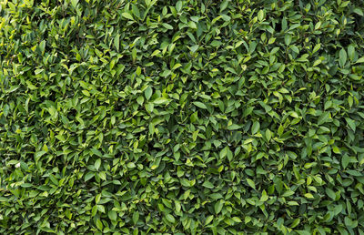 Full frame shot of ivy growing on land